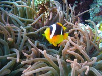 /album/klauni-a-sapini/foto-lubor-253-jpg1/